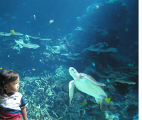 A美ら海水族館.jpg